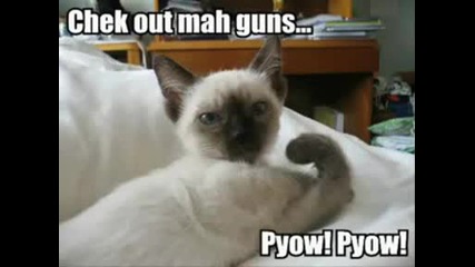 Very Funny Cats 18