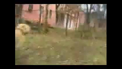 Tret - Parkour Dog From Ukraine 