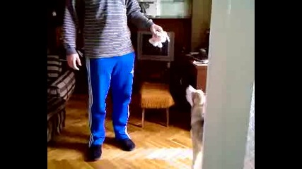 huski se drazni 