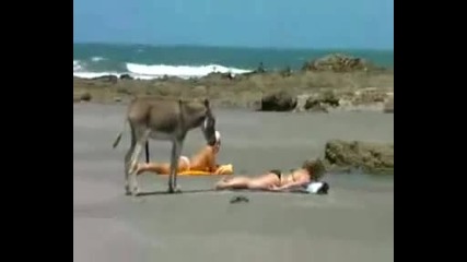 Лудо Магаре