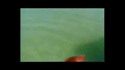 Куче атакува акула