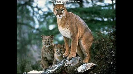 Animals