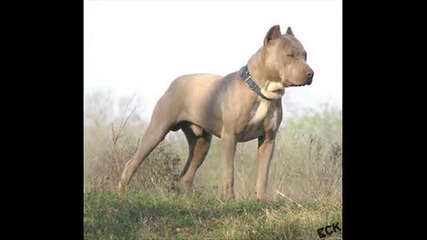 Pitbuli