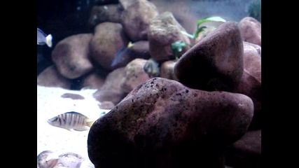 Tanganyika aquarium