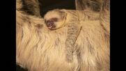 Бебе ленивец е най-новият питомец на зоопарка в Лондон (ВИДЕО)