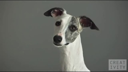 Pedigree - Суперпухкави кучета 