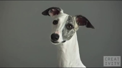 Pedigree - Суперпухкави кучета