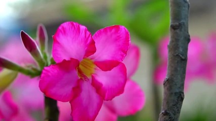 wind flower Display