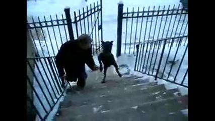 Куче изкачва стълби на два крака 
