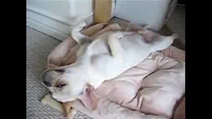 Куче Спи По Гръб