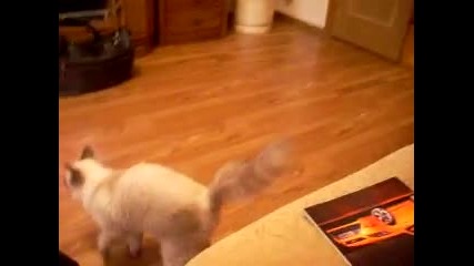 Много глупаво коте:):)