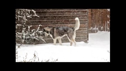 Хъски играе в снега