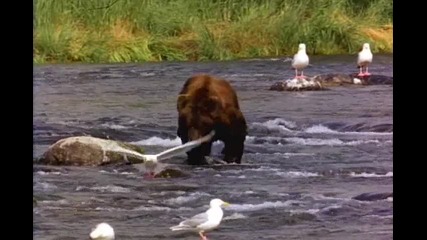Bear :)