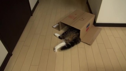 Котето Мару обожава да си играе с картонени кутии