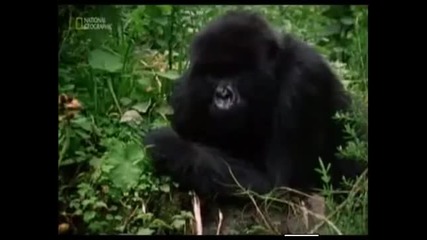 82 години от рождението на Даян Фоси! The Lost Film of Dian Fossey Documentary (2002)