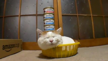 Котешка поставка за консерви! 