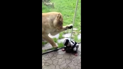 Лъв се опитва да яде бебе