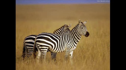 Всякакви Красиви Животни От Африка !!!