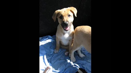 Animal Rescue Sofia работи с над 50 доброволци, стани един от нас. Участвай в промяната. 