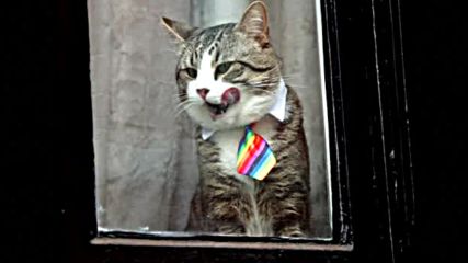 Котката на Асанж – отново със стилна вратовръзка