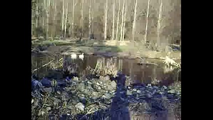 Лебеди В Село Голямо Буково