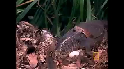 Cobra vs. Monitor Lizard 