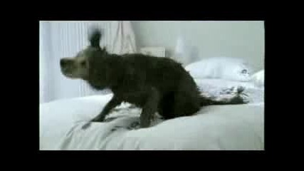 Готина Реклама На Pedigree