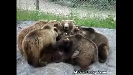 мечешки генг бенг