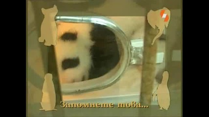 Енциклопедия на животните - Панда бг аудио High Quality
