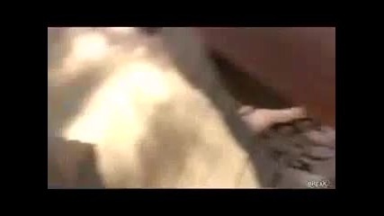 Много Смях Дете рита баща си в слабините докато играят
