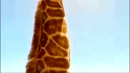 Animals singing