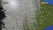Стотици хиляди мъртви риби бяха открити в река в Австралия