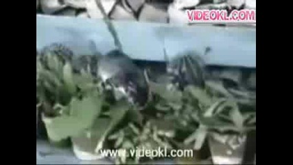 Не правете това с вашата котка
