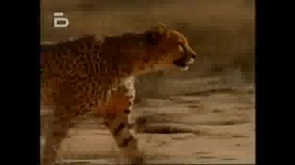 Час На National Geographic - Гепардът 3 - Та Част