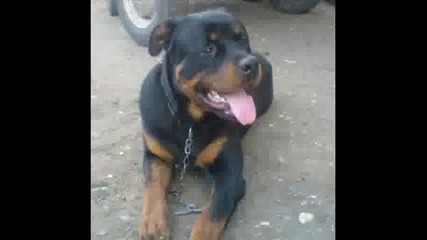 For My Dog