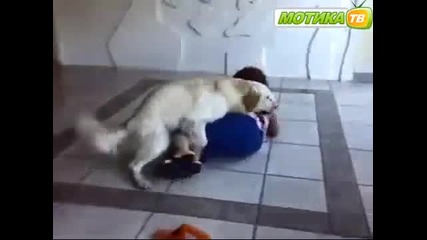 куче се опитва да изнасили бабка 