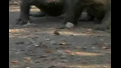 Комодо : най - големият гущер 