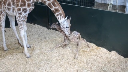 Бебе Жираф време на престояване