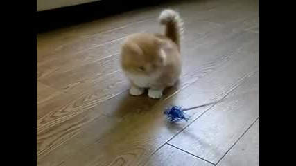 Fluffy Kitten Is Confused