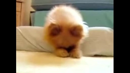 Sleeping Super Pooch 