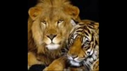 Обичайте Животните - Най - Вече Тигъра