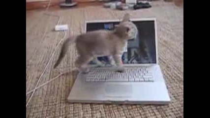 Котка Си Играе На Лаптопа