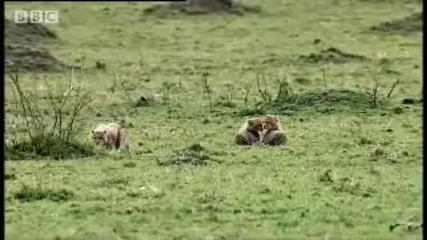 Гепард срещу лъв.bbc wildlife
