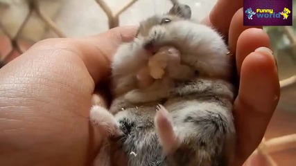 Компилация Смях - Funny Animals Compilation