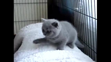 Сладко коте