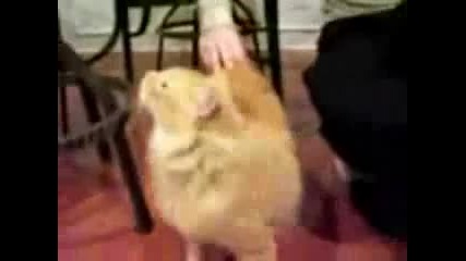 Котка лае като куче - Смях.flv