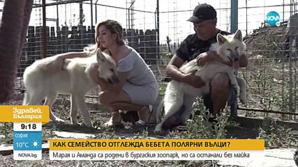 Семейство отглежда бебета полярни вълци