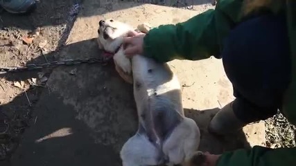 Кучета са спасени от ферма в Южна Корея предназначени за месо