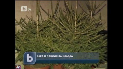 Елха в саксия за Коледа