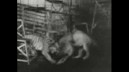 Големите Котки - Лъвове И Тигри